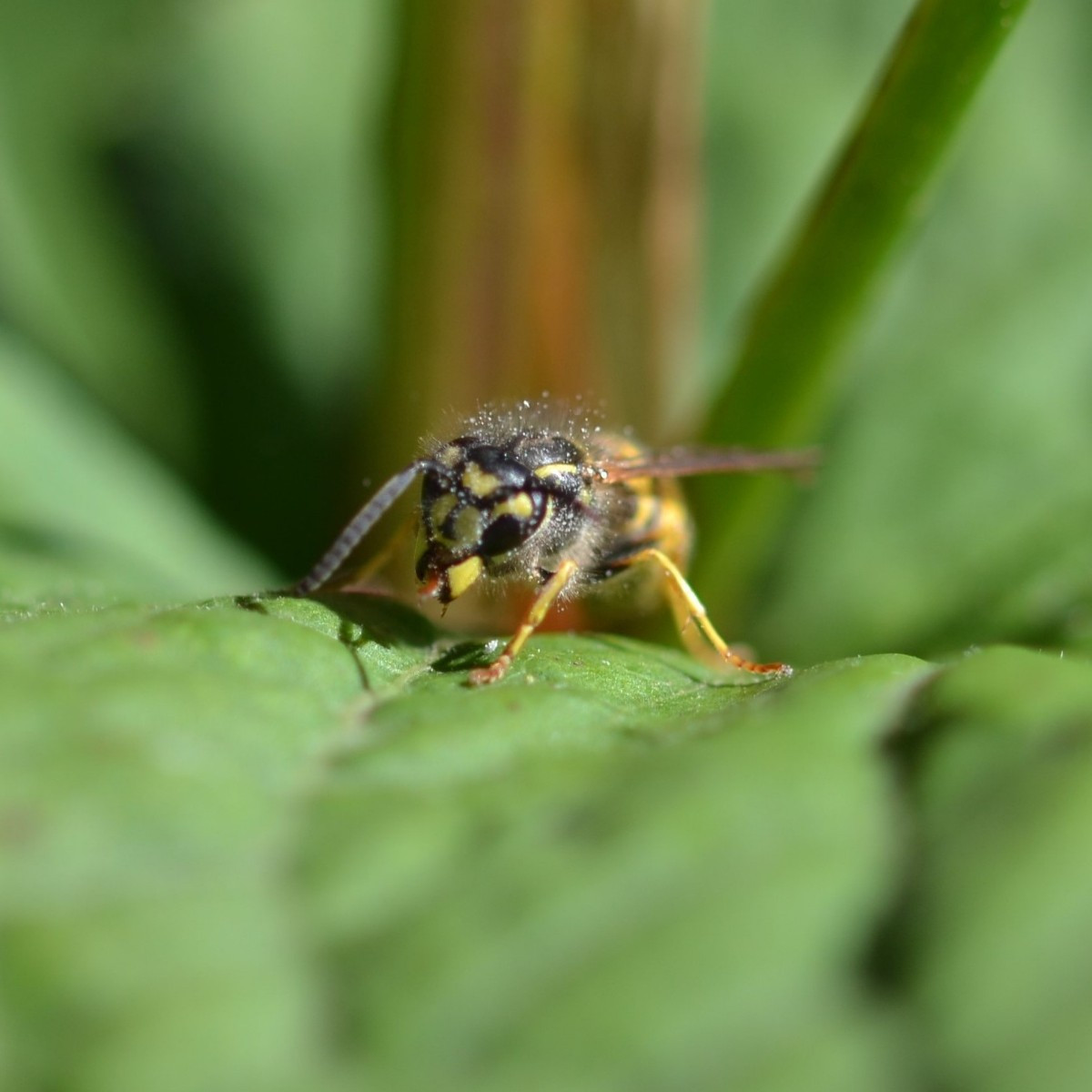 In diesem Jahr kommen so viele Bläulinge in unseren Garten wie ich es bisher noch nicht erlebt habe. Heute hat wieder e…