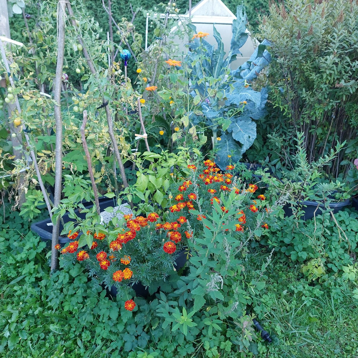 Garten am Dienstag nach der Arbeit. 
Die Sonnenhüte blühen die zweite Runde, nachdem die erste verdorrt ist.
Die Cosmee…