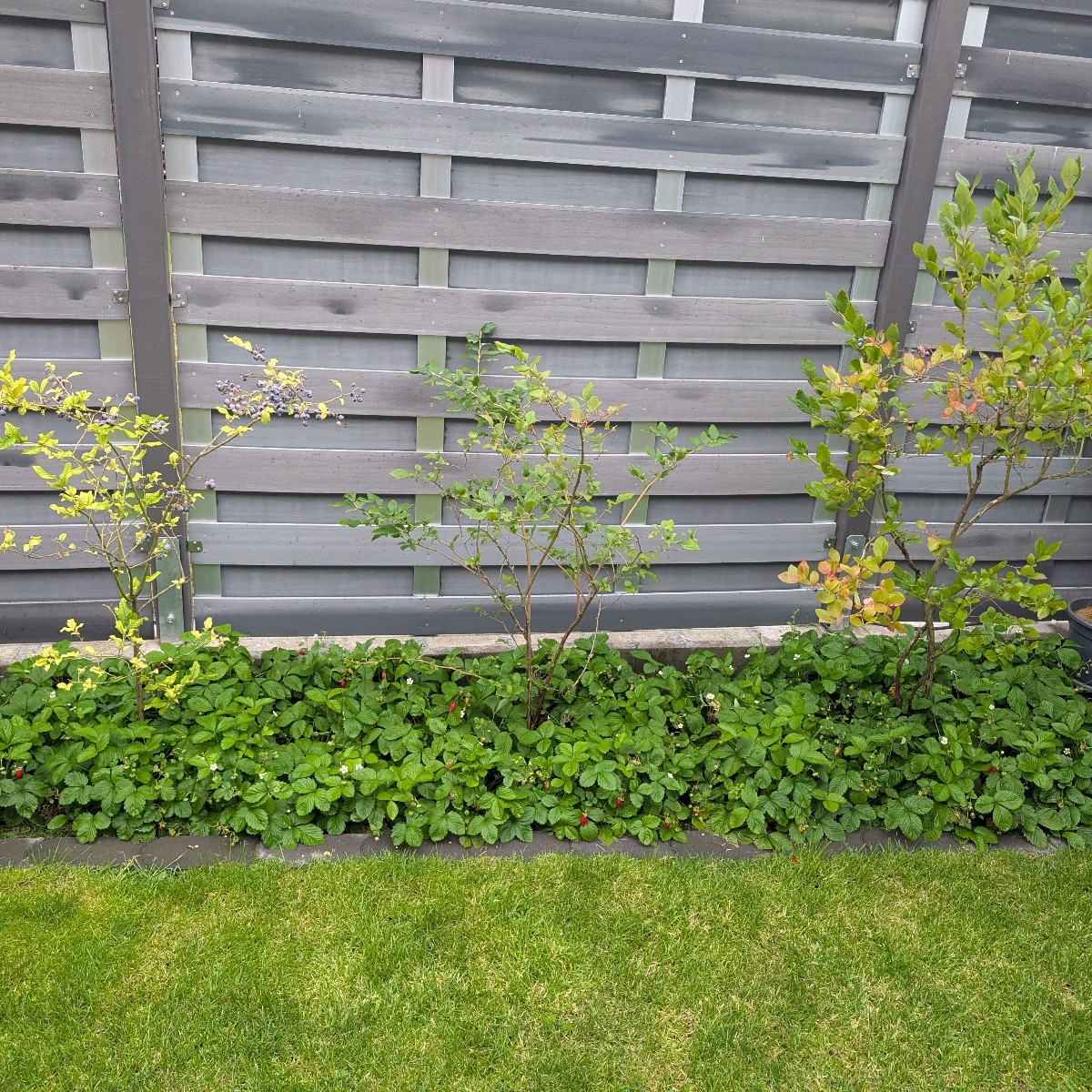Nein, das sind Walderdbeeren.Scheinen für mich auch etwas groß zu sein, ich kenne sie kleiner und runder. Die Samen gab…