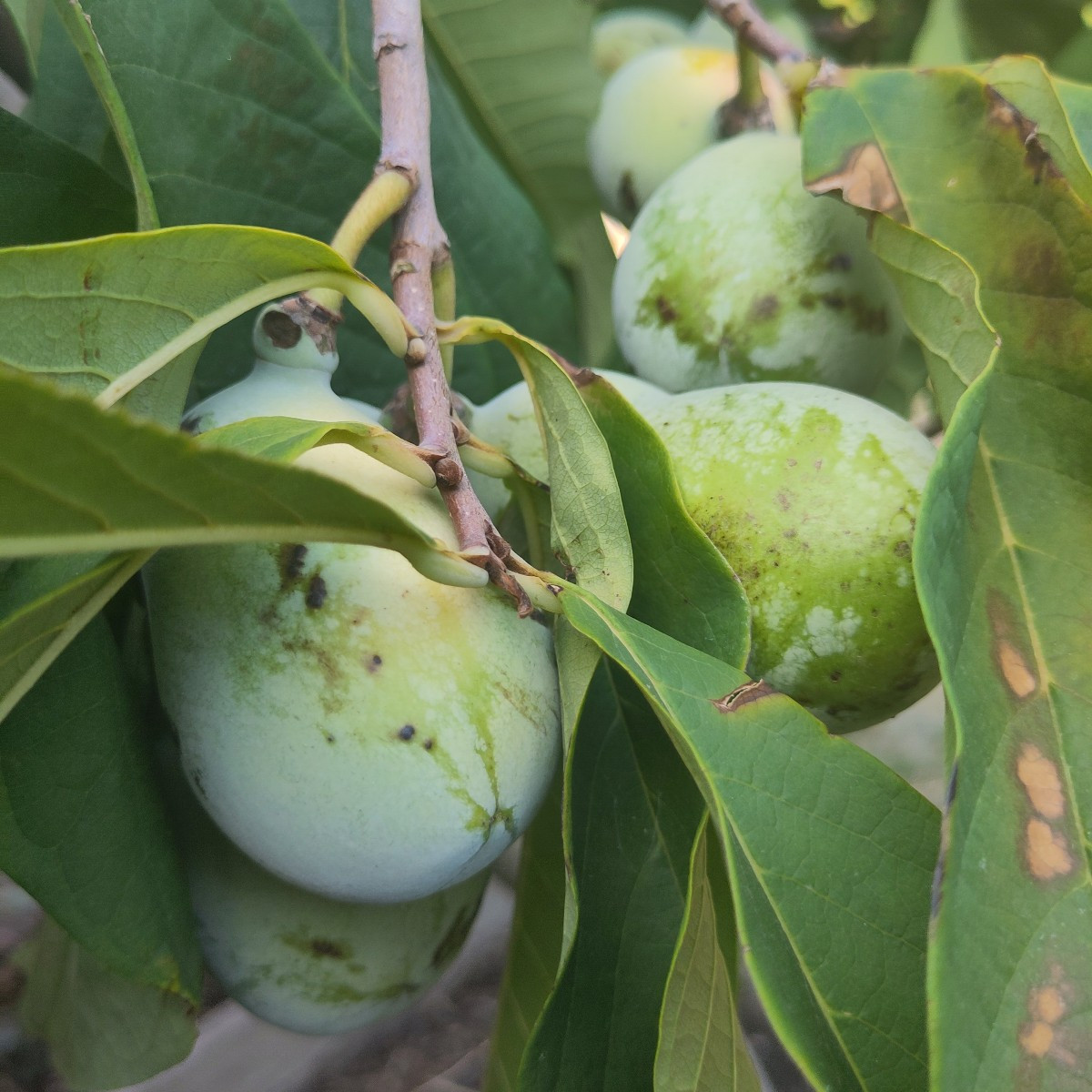 Heuer sind die Pawpaw (Indianerbanane, Asimina triloba) gefühlt früher als sonst reif. Am Baum haben die Sonnenexponier…