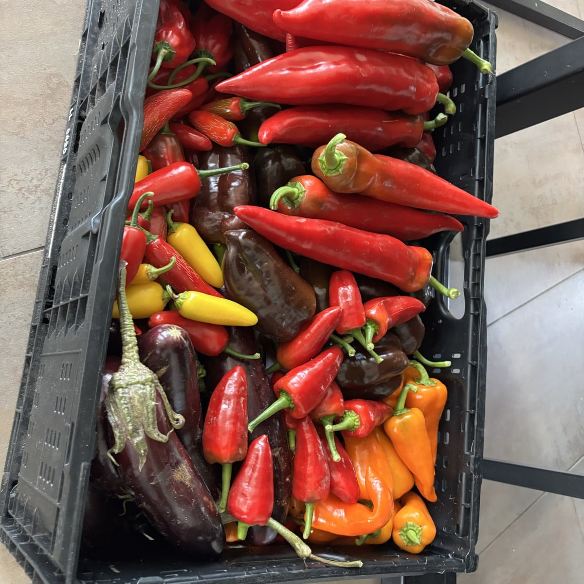 Es ist das Paprika- Jahr schlechthin! Unglaublich was wir dieses Jahr an Mengen ernten durften ❤️ Und immer noch hängen…