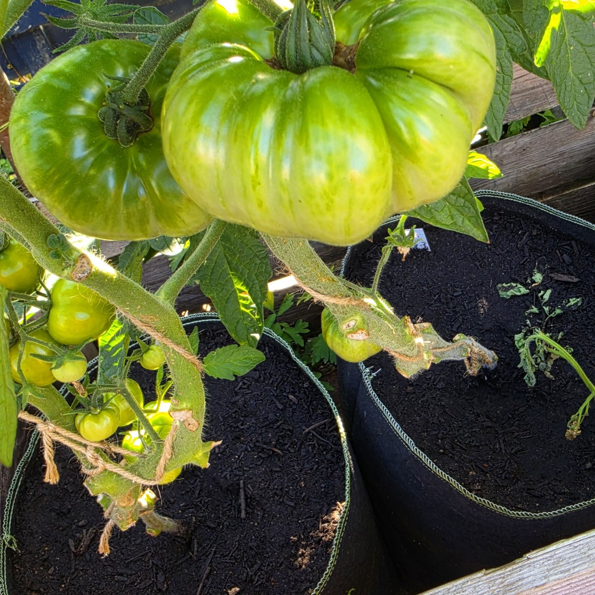 Hallo ihr Lieben, hier ist ein kleiner Gruß aus dem Schrebergarten. #schrebergarten #selbstversorger #gemüseanbau #somm…