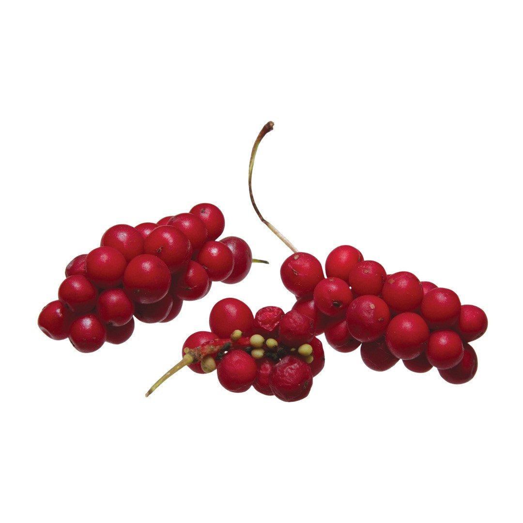 Spaltkörbchen, Magnolienrebe