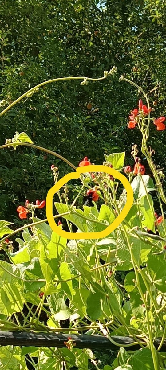 Nochmal zum Thema Miscanthus oder, wie hier Hanfeinstreu. Meine Buschbohnen sind alle gekeimt. Der Einstreu hält den Bo…