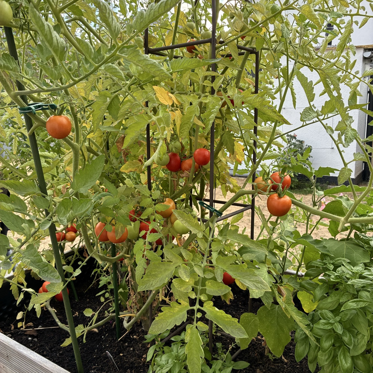 Kleiner Rundgang zu dem was hier gedeiht.
Bild 1+2 ein einzige Tomatenpflanze, die fast das Beet in Beschlag nimmt.
Bil…