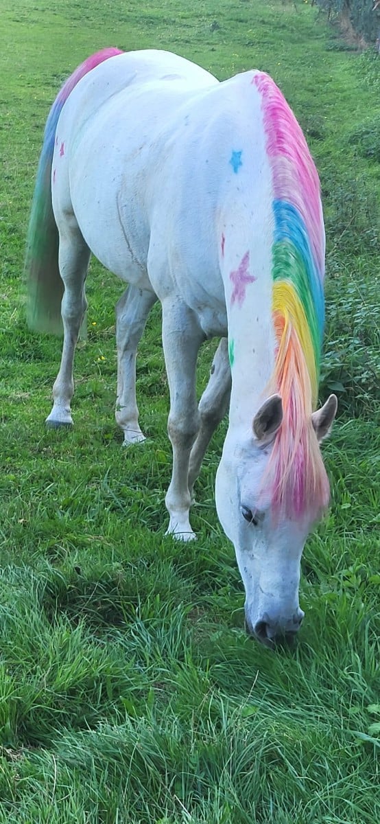 Heute sind mir beim Spaziergang merkwürdige Wesen begegnet 🤣