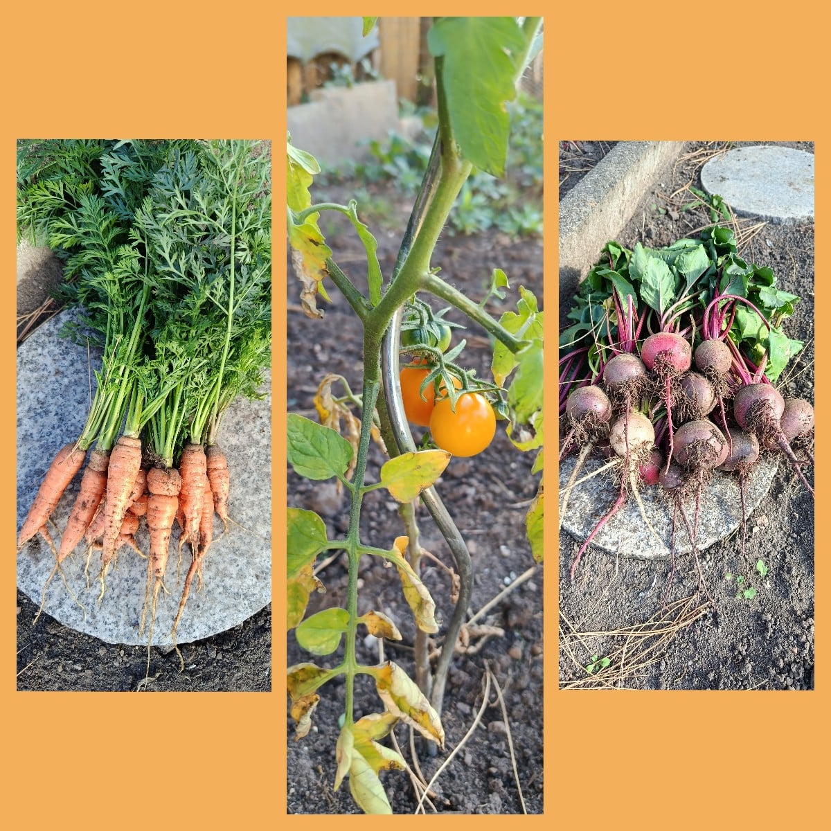Unsere Ernte von gestern gewesen.
Im neuen Garten .