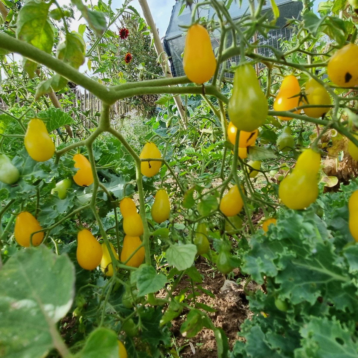 Heute wieder mal #einkaufenimgarten .
😅
Heute haben wir sämtliche Tomaten sturmresistent angebunden und ausgelichtet.
…
