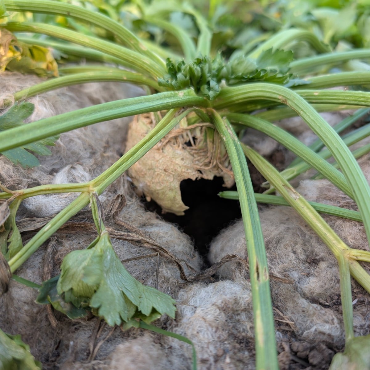 Experience with Vole Scares

Does anyone have experience with vole scares, such as the one made by Beckmann, and could …