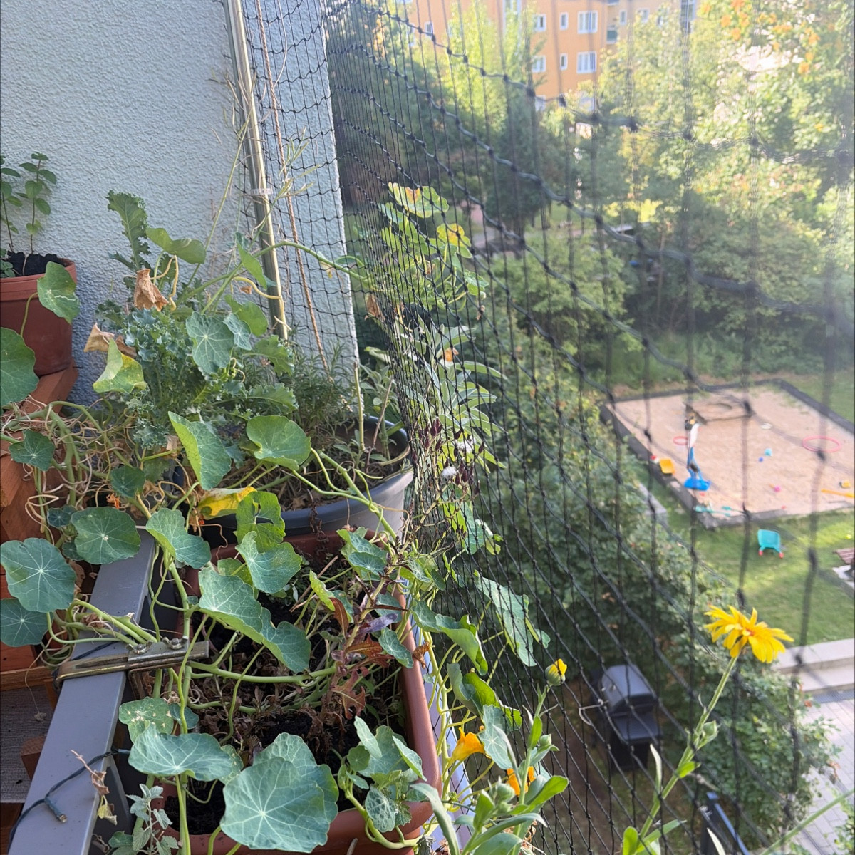 Perspektiven meiner Westbalkon pflanzen. Mein 3 Jahre alter Lavendel wird gelb 🥹 mein neuer wird buschig und blüht 
Me…