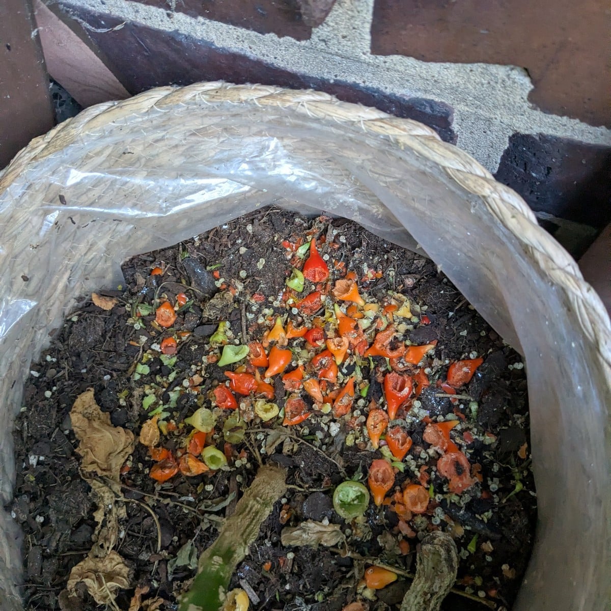 Welchem Tier schmeckt denn Chili vom Balkon so gut?? Die Pflanze ist über Nacht komplett abgeerntet worden 😭