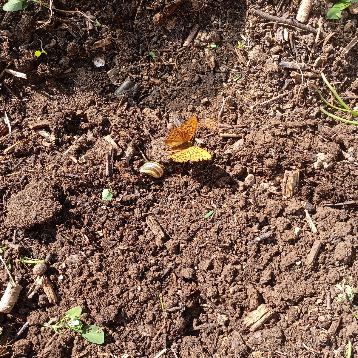 Den Schmetterling habe ich heute beim Beet hacken endlich fotografieren können die Sonnenblumen sind trotz Sturm stehen…