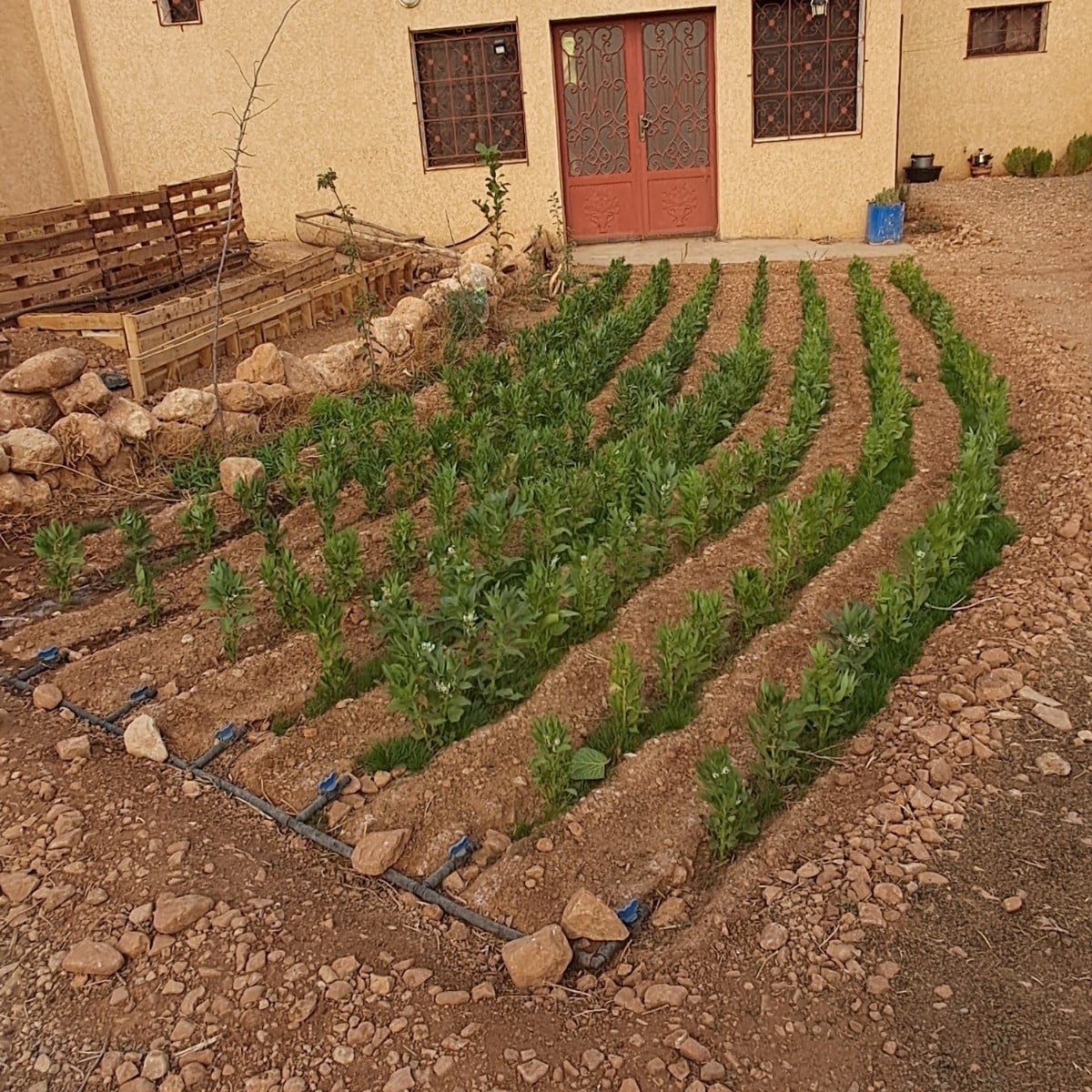 Update: It has been 35 days since I saw the fava bean seeds in the ground, the pods started showing up, lot of bees, an…