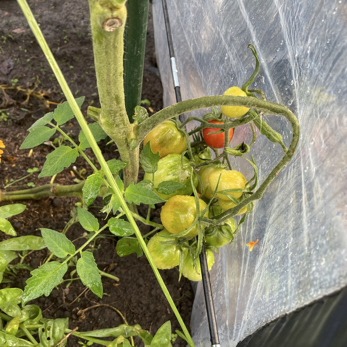 #tomatenliebe #siamesisch

Die 🍅 @quadro-21719  ist die verrückteste Tomate, die ich je hatte. Aus den Rispen wachsen …