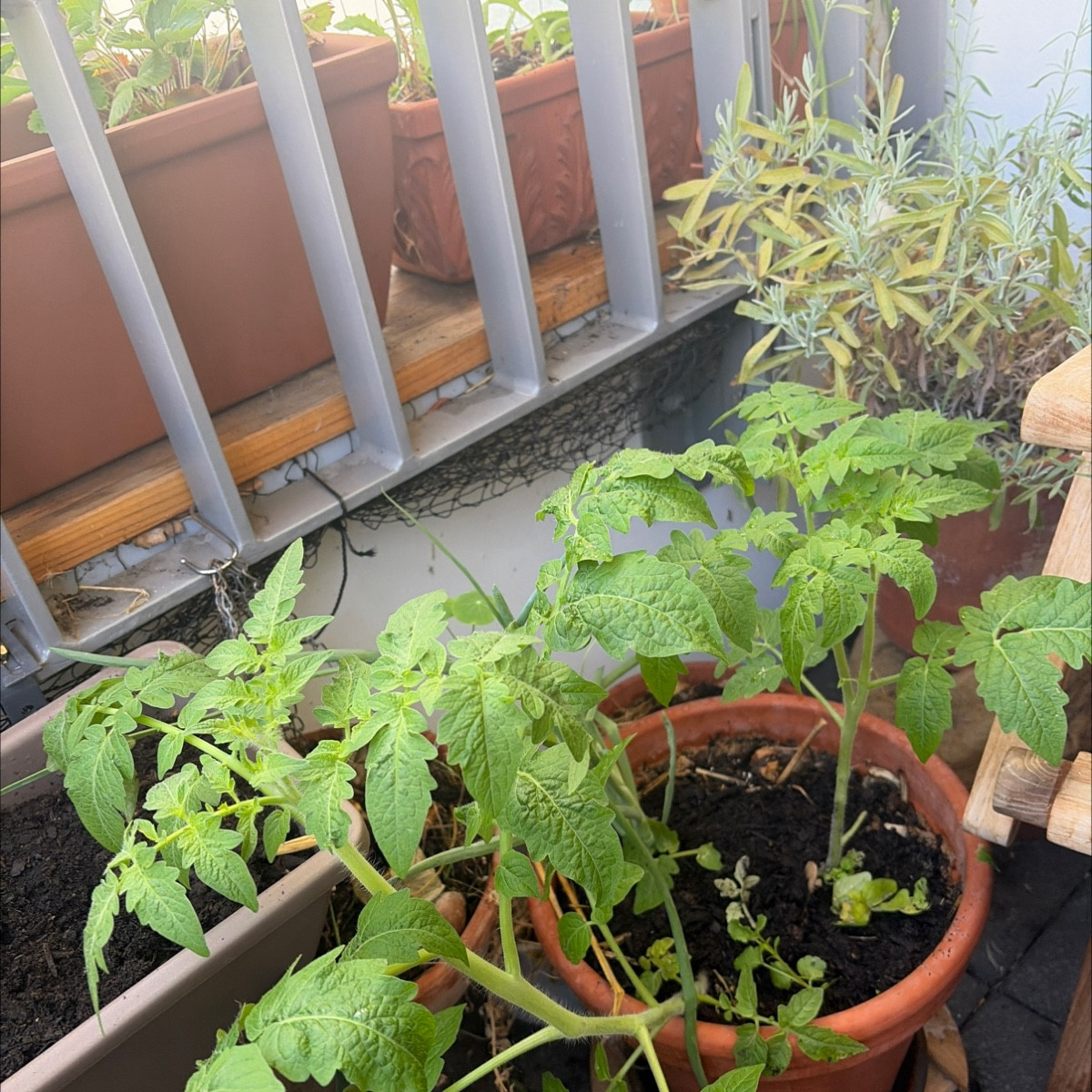 Perspektiven meiner Westbalkon pflanzen. Mein 3 Jahre alter Lavendel wird gelb 🥹 mein neuer wird buschig und blüht 
Me…
