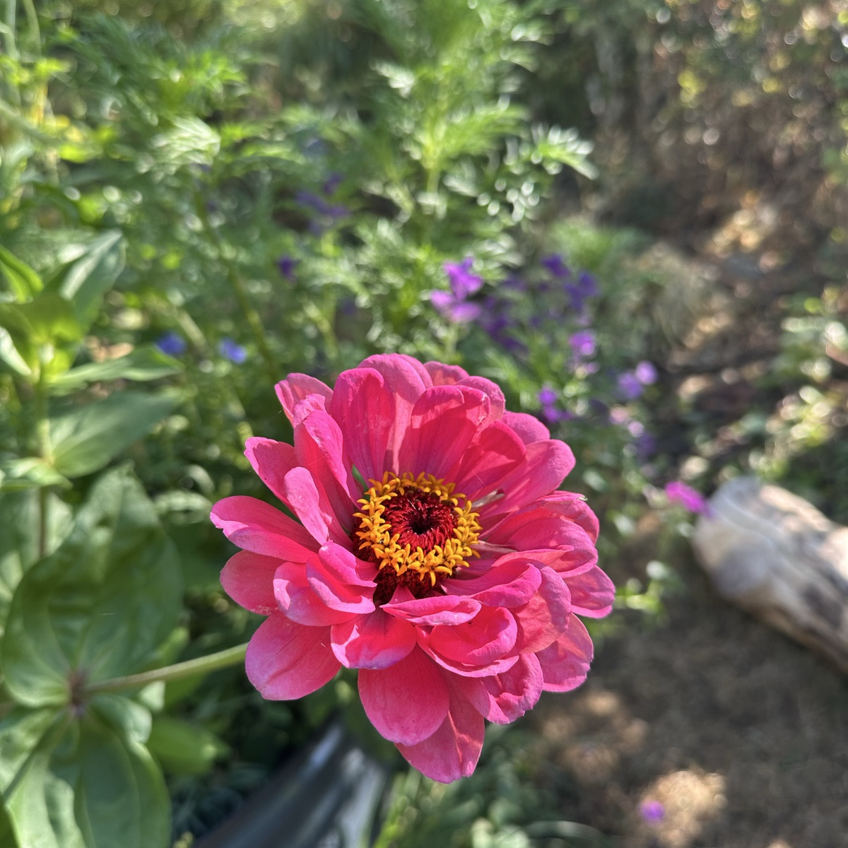 Ein paar Blüten für euch 💚
