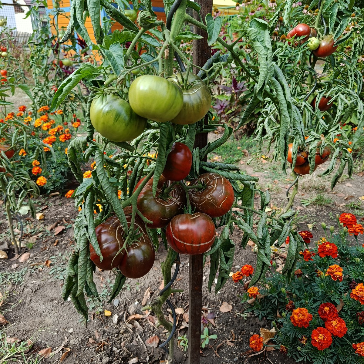 Beim Tomatenfest in Neugattersleben gewesen.War wie immer schön gewesen .