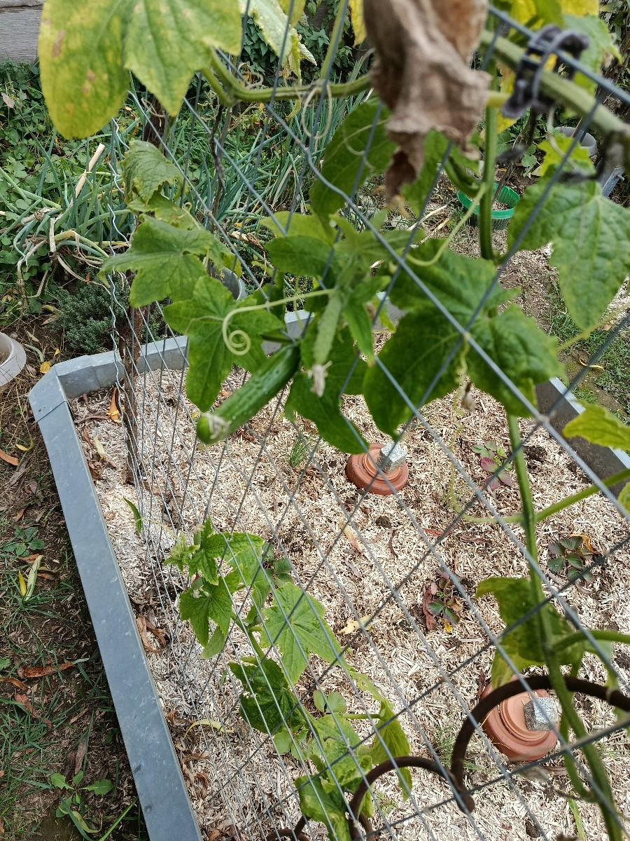 Heute habe ich angefangen den Garten winterfest zu machen. Das heißt, Klo mitgenommen, Wasserkanister entleert, Pumpe a…