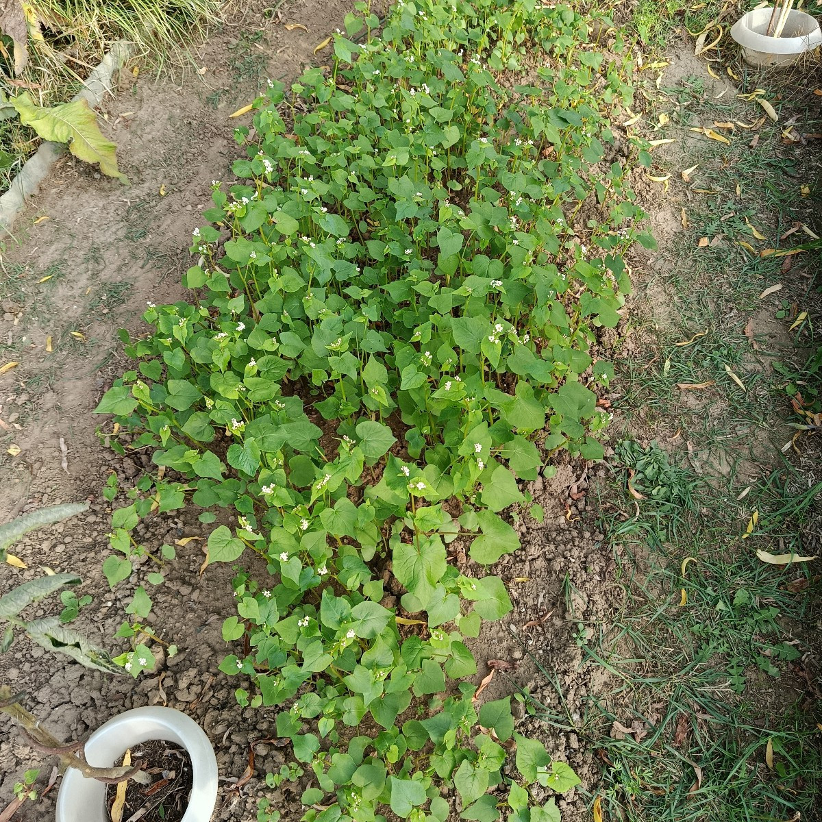 Morgens vergesse ich oft im Garten, dass ich keine zwanzig mehr bin, abends bekomme ich dann die Quittung. Wer kennt es…