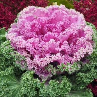 Gemüsekohl - Zierkohl