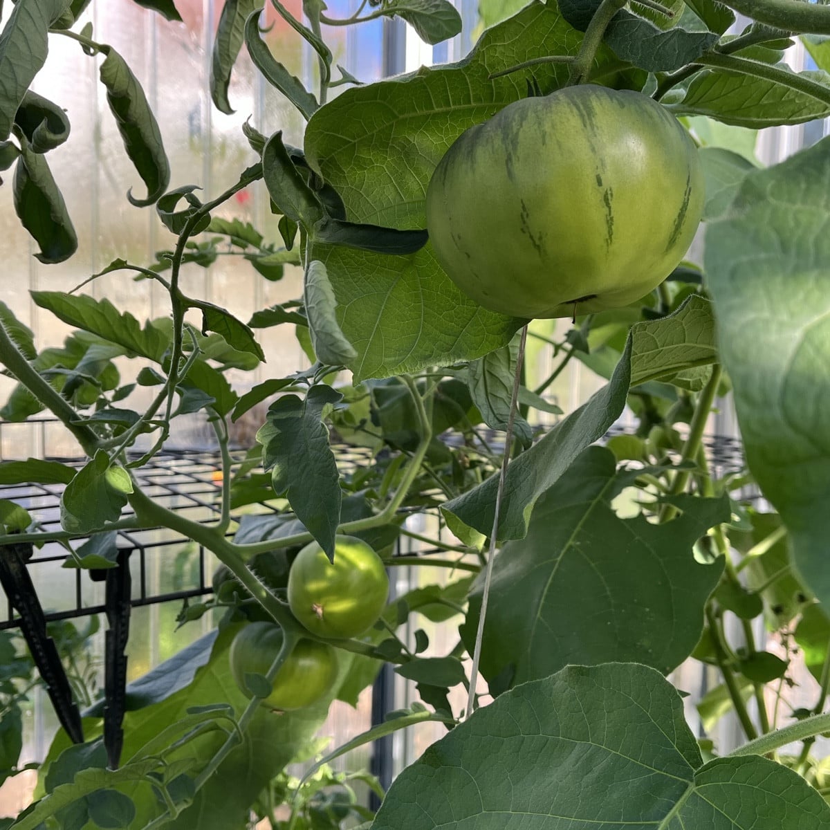 Wirklich ein aussergewöhnlicher Sommer und Herbst! Anfang Oktober und die Tomaten sind noch immer am Wachsen der brasil…