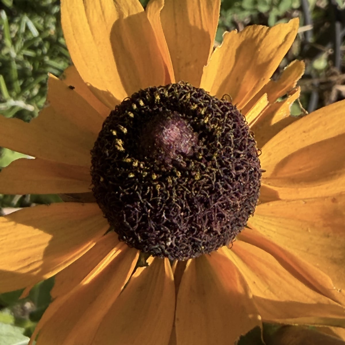 Der Sanddorn trägt dieses Jahr noch mehr als letztes Jahr.
Die Rudbekien oder Sonnenhüte haben sich selbst ausgesamt, h…