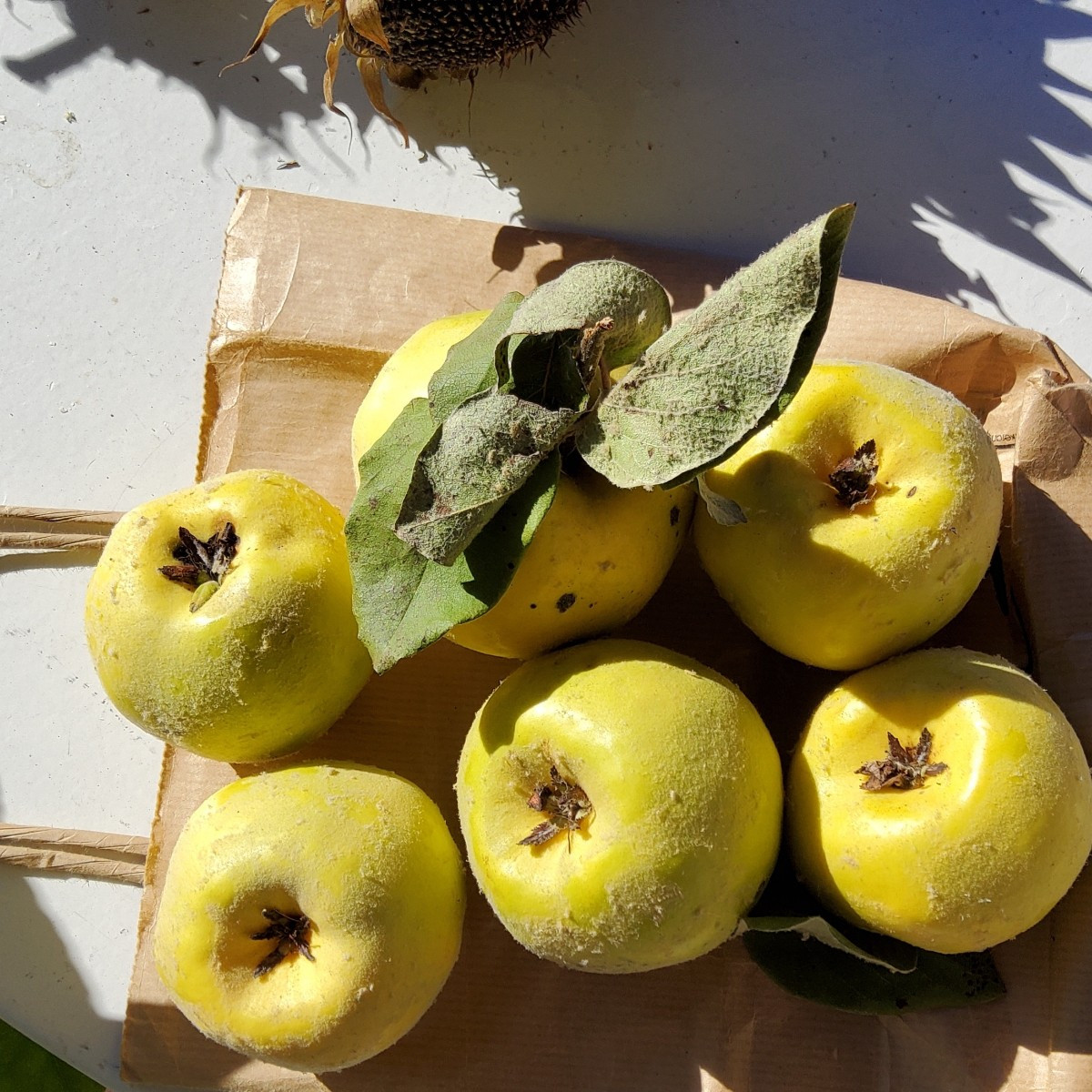 ...man lernt einfach nie aus! ... Gestern brachte mir eine Gartenfreundin diese Quitten vorbei...
Bisher wußte ich zwar…