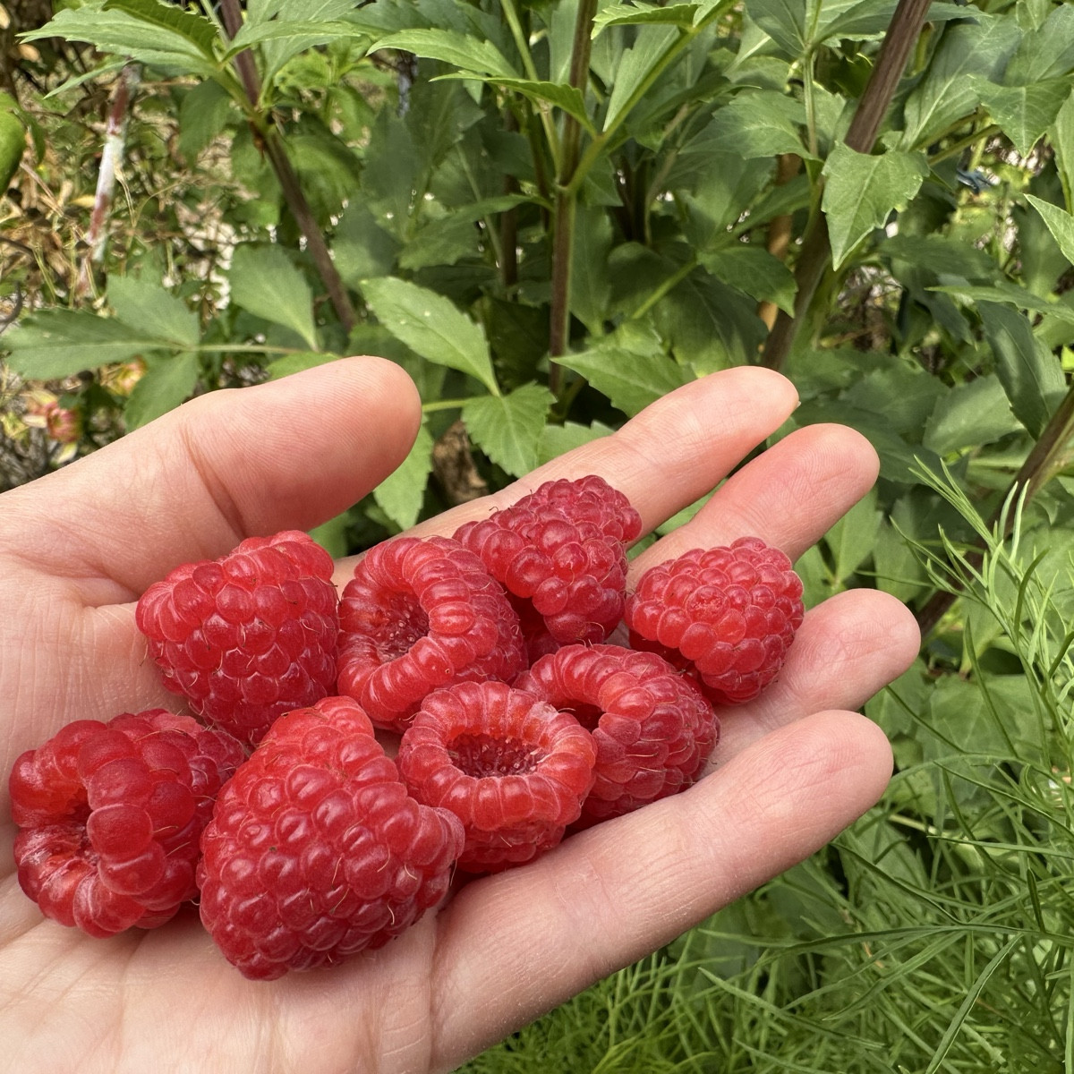 Himbeeren ❤️