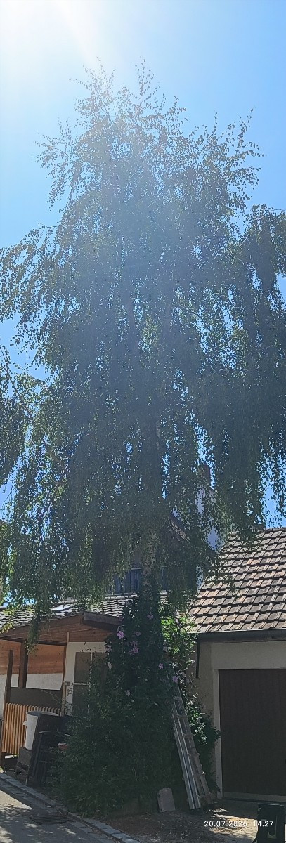 ..."Mein Freund, der Baum ist tot" 🥺 sang dereinst Alexandra...
... er starb zwar nicht im frühen Morgenrot, nein, es …
