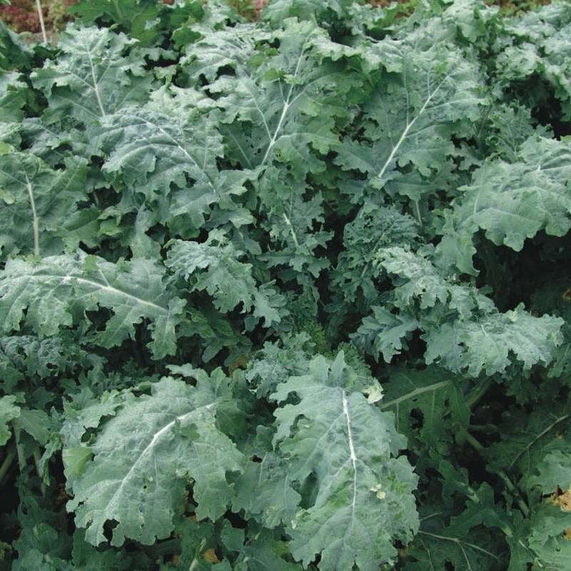 Raps - Scheerkohl / Sibirischer Kohl