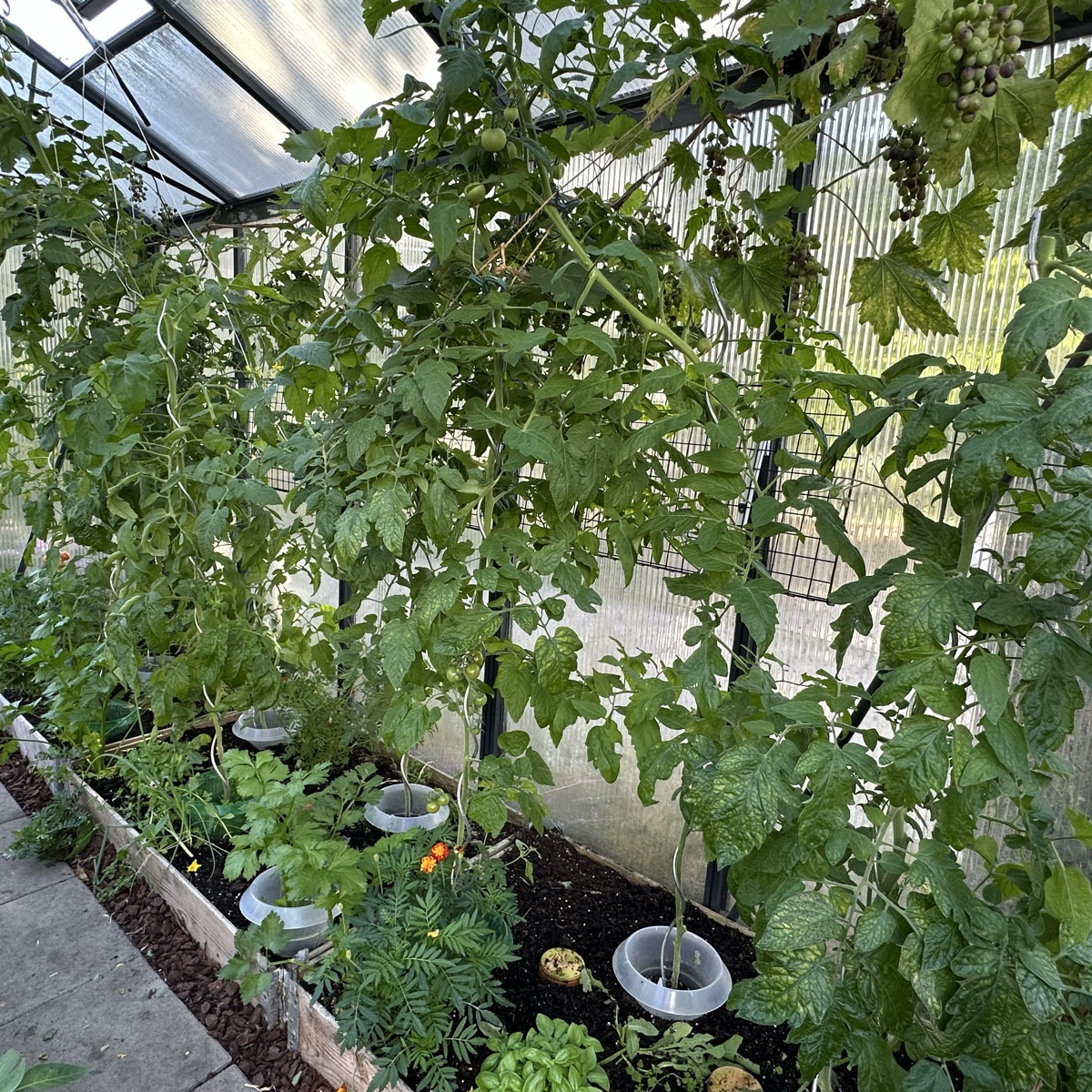 Genau das richtige Wetter für die Krat und Braunfäule 🙈 Ich konnte schon ein paar wenige Tomaten ernten. Hoffentlich h…