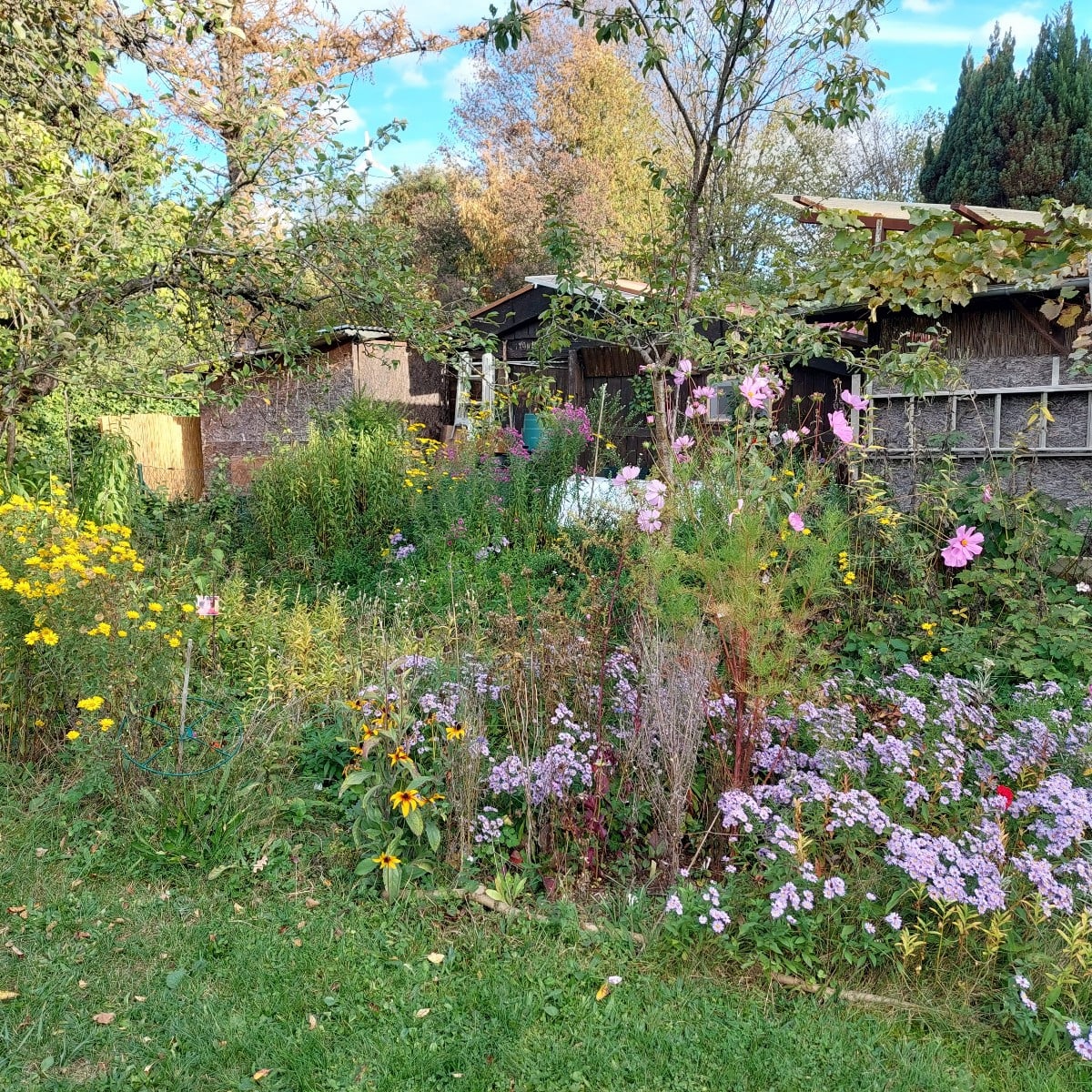 Yesterday in the garden.
Among other things, a #twin bloom
And a pointed cabbage (Filderkraut) with a twisted tip.