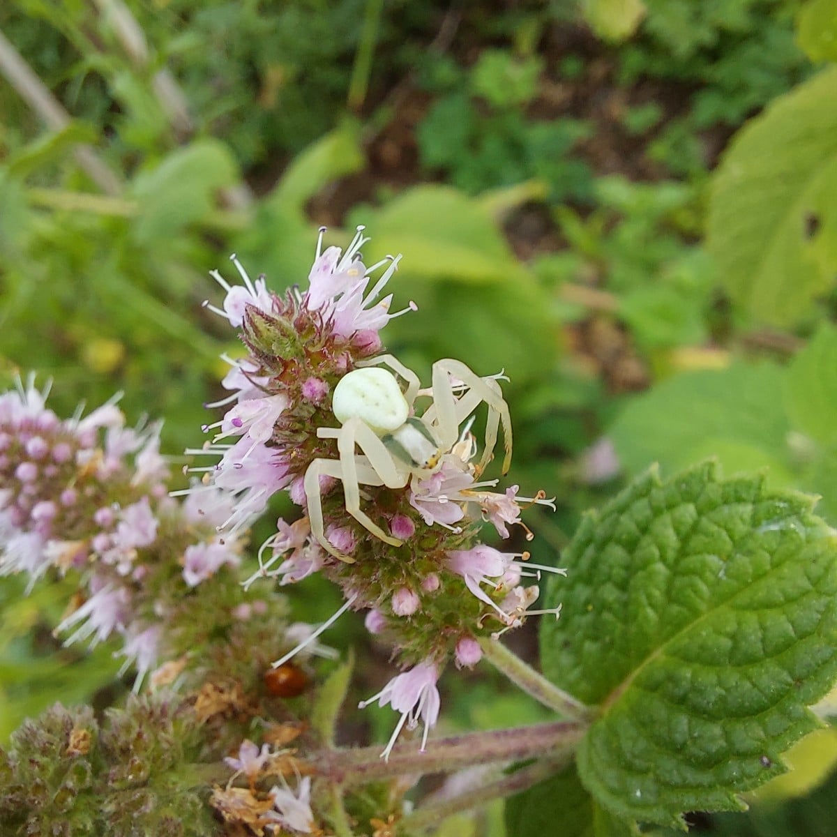 Heute war ich endlich mal wieder mit Muße im Garten.
Und ich dachte schon, es wird ein mageres Bohnenjahr.
Hab auch vom…
