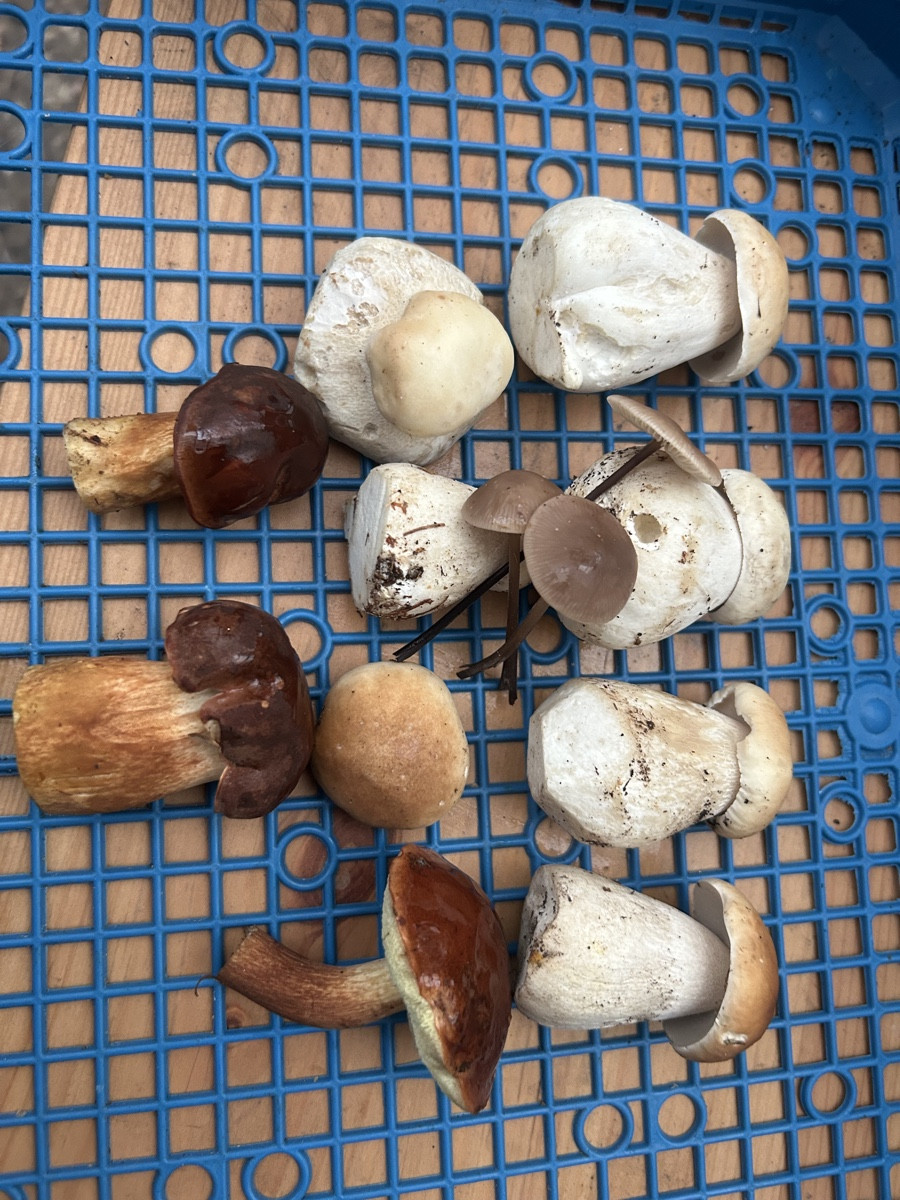 Ach wie schön - hab gestern auch eingeleitet 🍄‍🟫😇