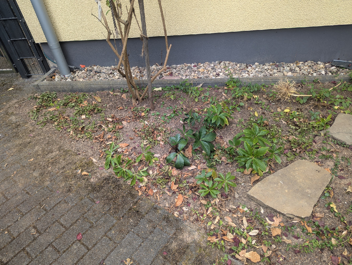 Fazit zum im Frühjahr neu bepflanzten Vorgarten nach drei Wochen Hitze ohne Regen und Bewässerung...

Das Ziel war, sch…