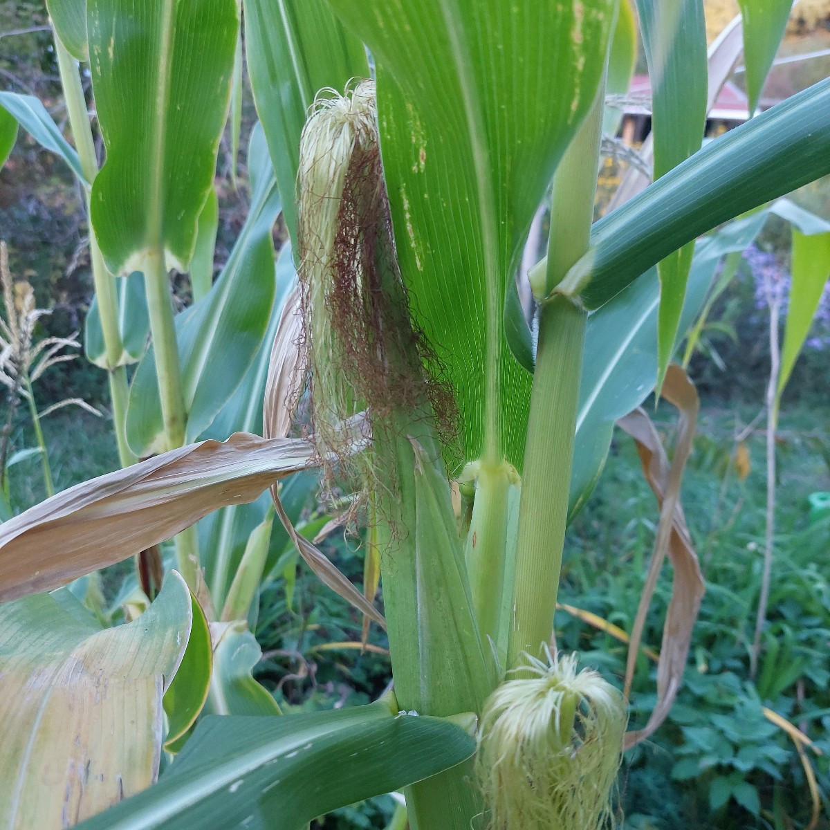 Garten am Dienstag nach der Arbeit. 
Die Sonnenhüte blühen die zweite Runde, nachdem die erste verdorrt ist.
Die Cosmee…