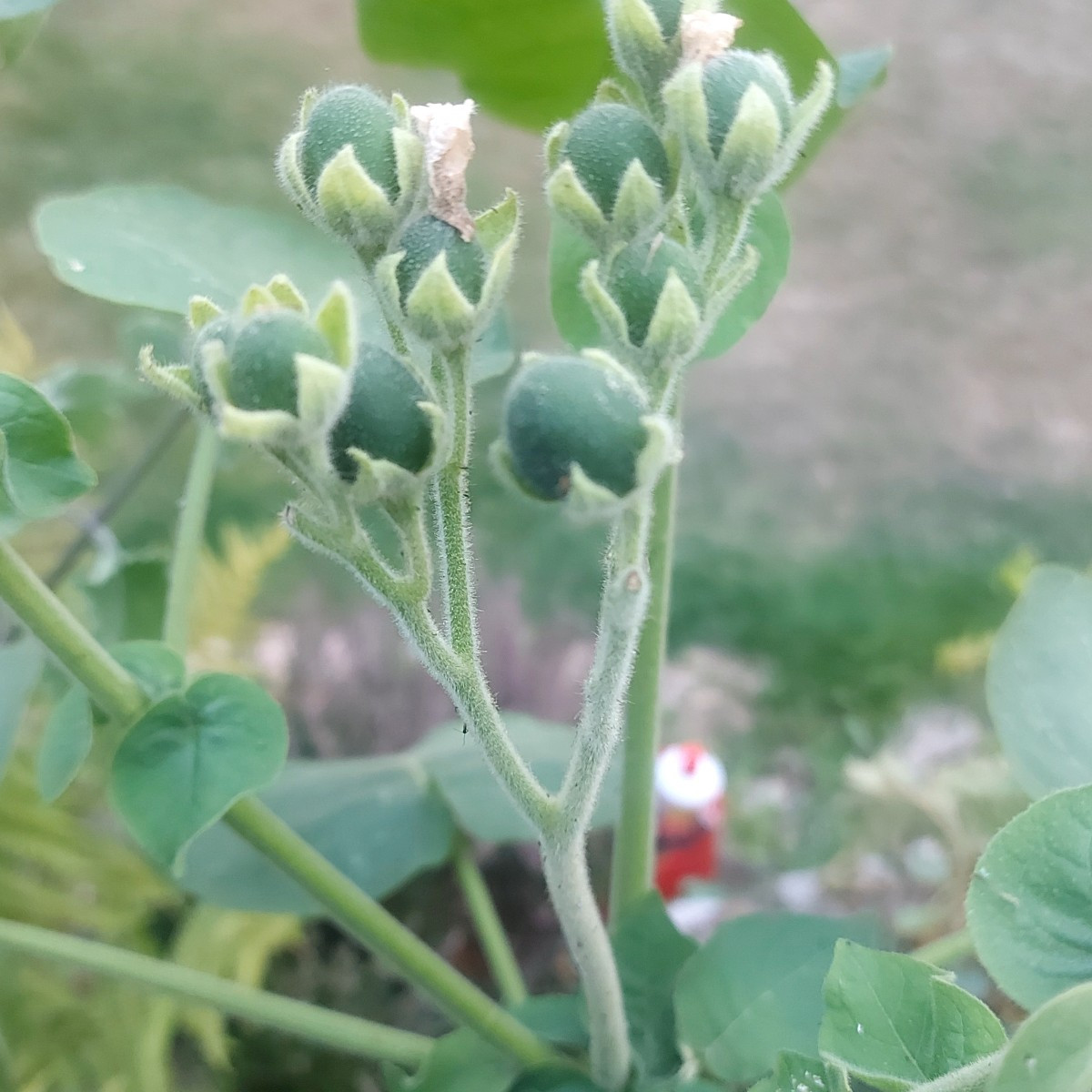 @Baumtomate oder @Tamarille. Hat jemand von euch Erfahrung mit dieser Pflanze oder selbst welche im Garten? Ich habe di…