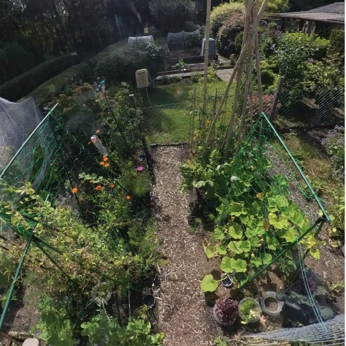 #mischkultur2026 

Ich habe im ersten Gartenjahr mit Reihenmischkultur begonnen, bin aber bereits kurz darauf bunt gewü…