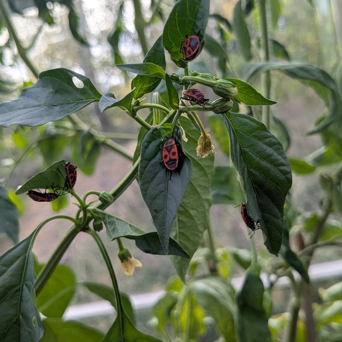 Gibt wohl Feurige Chillis :)
14 Schubkarren und einige Eimer Kompost wurden heut geerntet und verteilt. Bei fast 30°...