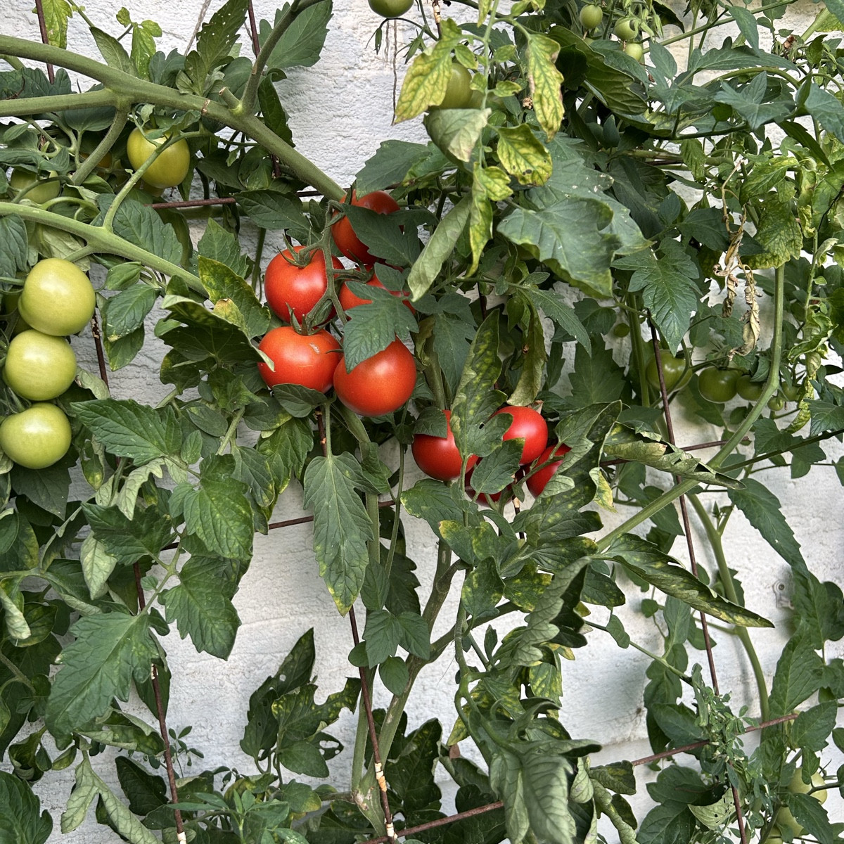 Also - für die (Freiland)Tomaten war das - auch dank Tröpfchenbewässerung - ein Hammerjahr! Null Mehltau, Null Braunfäu…