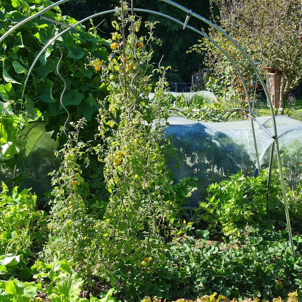 Freilandtomaten nach 48L Regen nicht mehr zu retten. Sogar Ribisel musste Federn lassen ...Aber eine Sorte bleibt stand…