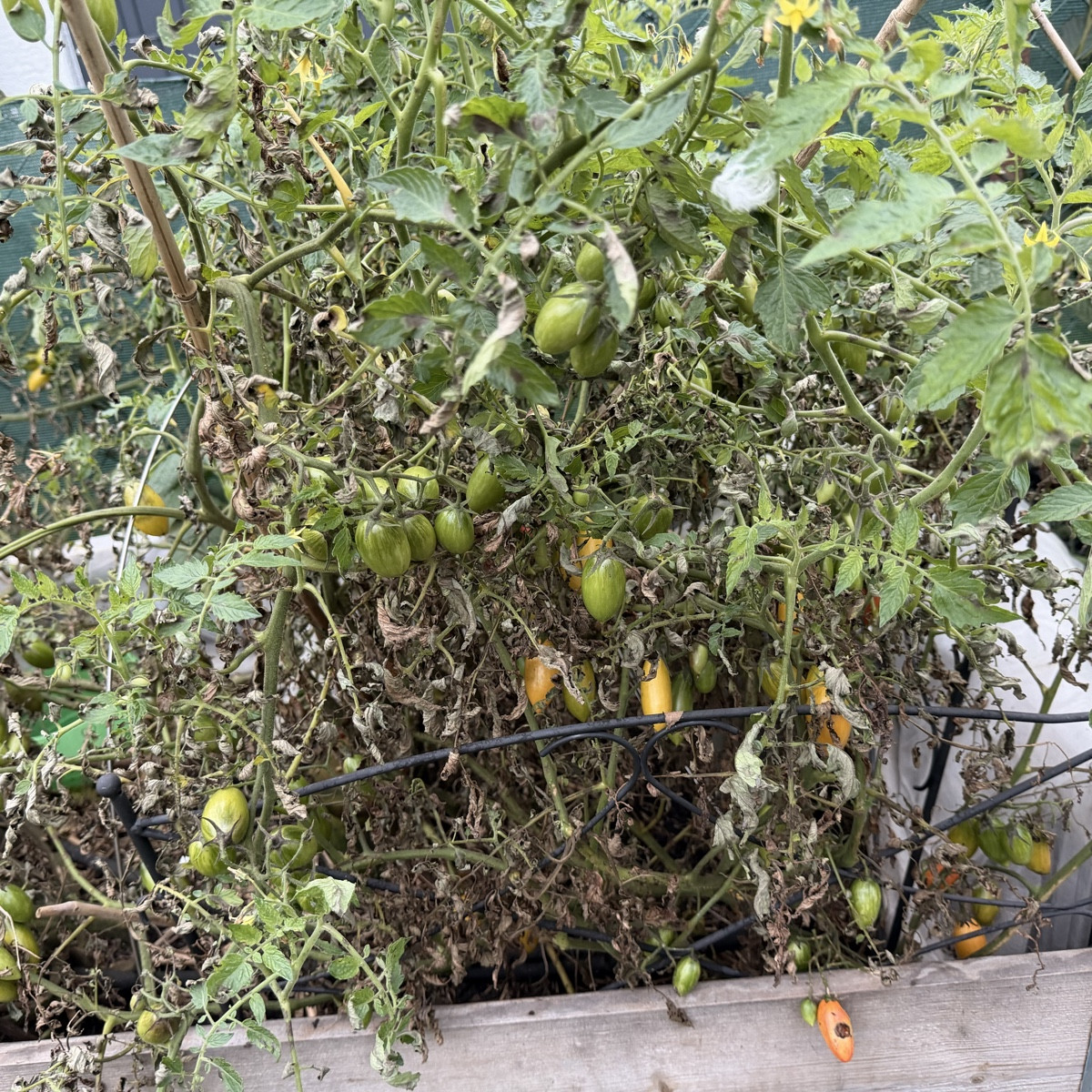 Die traurigen Tomaten, eine 80cm Zucchini für Saatgut, 🙏 
Kürbis, Apfel und Erdbeere 