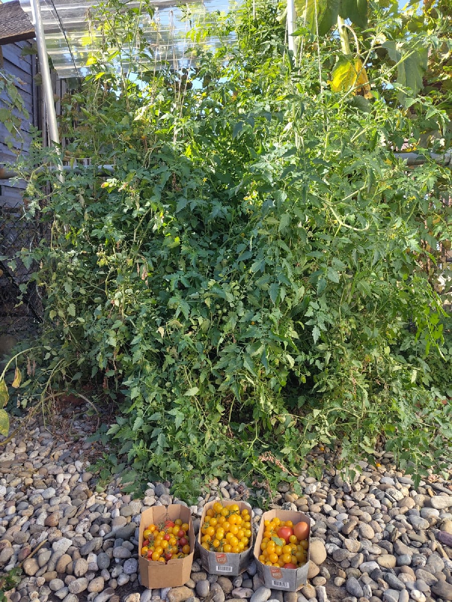 Die goldene Murmel aka der Jack Norris unter den Tomaten. 
Sie braucht kein passendes Wetter - sie macht ihr eigenes Kl…