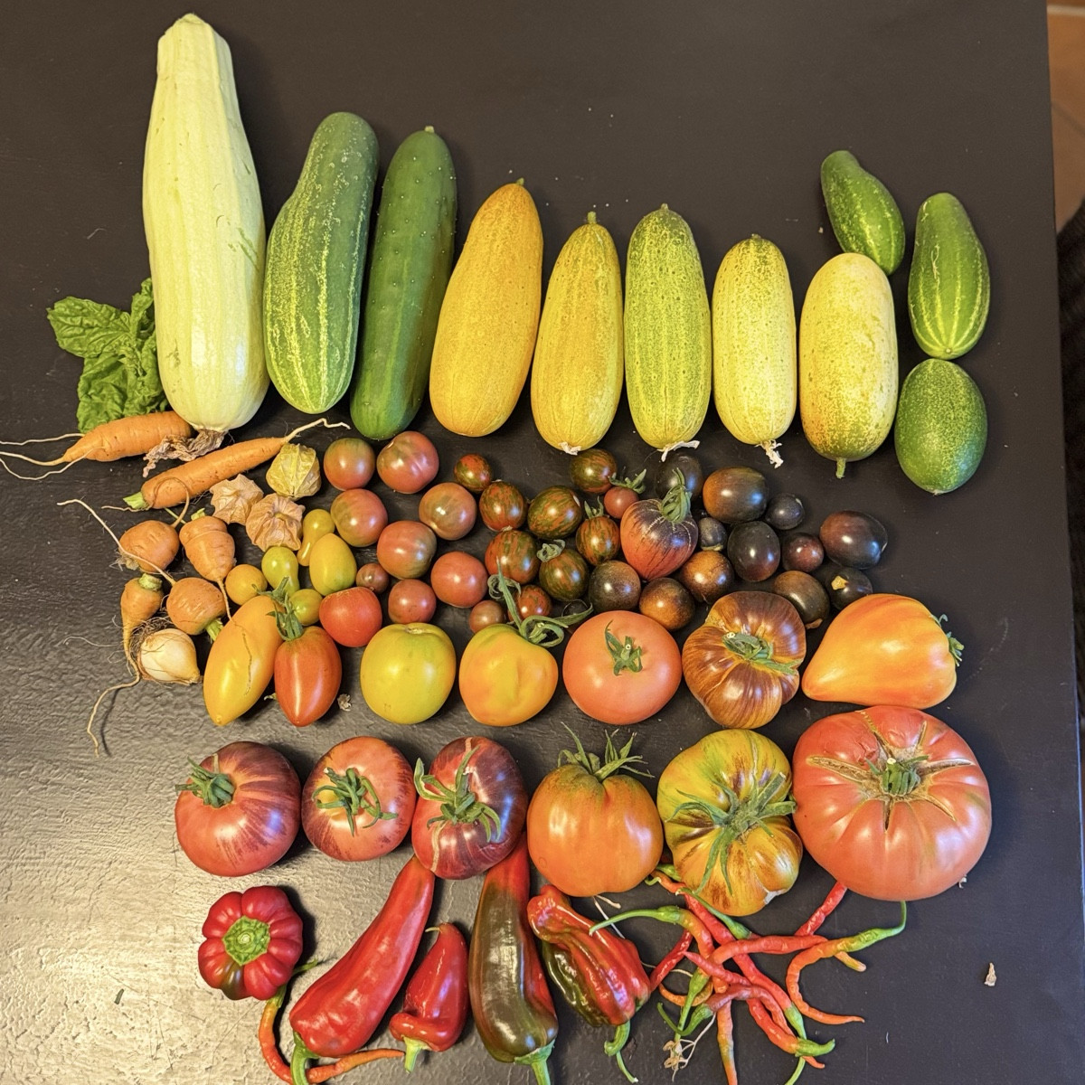 Jeden Tag ein bisschen mehr – und jedes Mal freue ich mich wie am ersten Tag. 😍🍅🥒🥕🌶️🫑