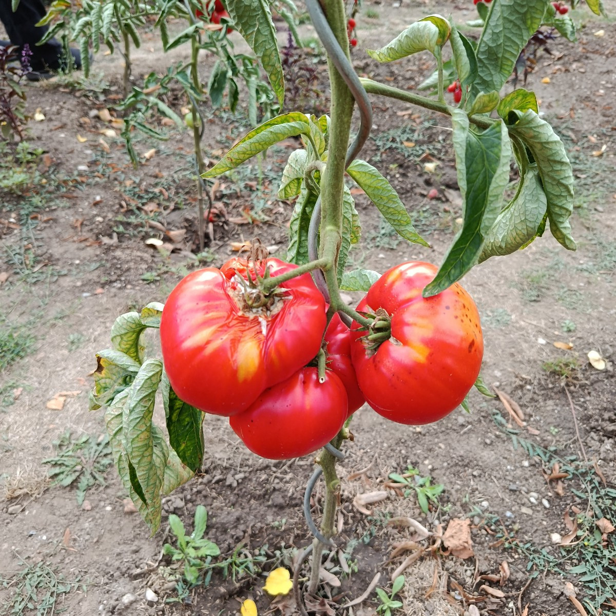 Beim Tomatenfest in Neugattersleben gewesen.War wie immer schön gewesen .