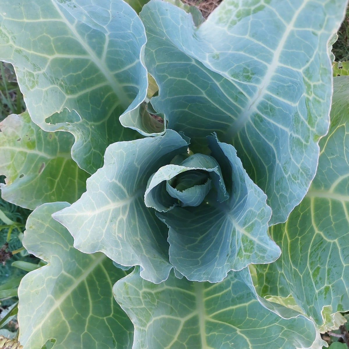 Komposition in Orange. 

Trotz gartensteppe gabs dank bewässertem Gemüse Ernte. Eine Zucchini ist da schon an den nette…