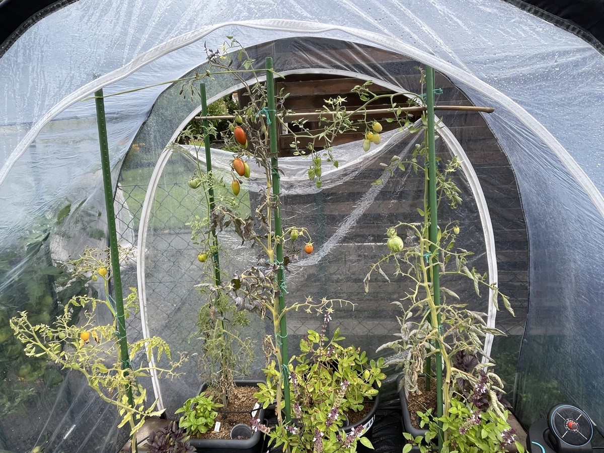 Die Tomaten im Zelt sehen traurig aus und haben auch nicht sehr viel getragen, aber ein paar Früchte Reifen noch heran……