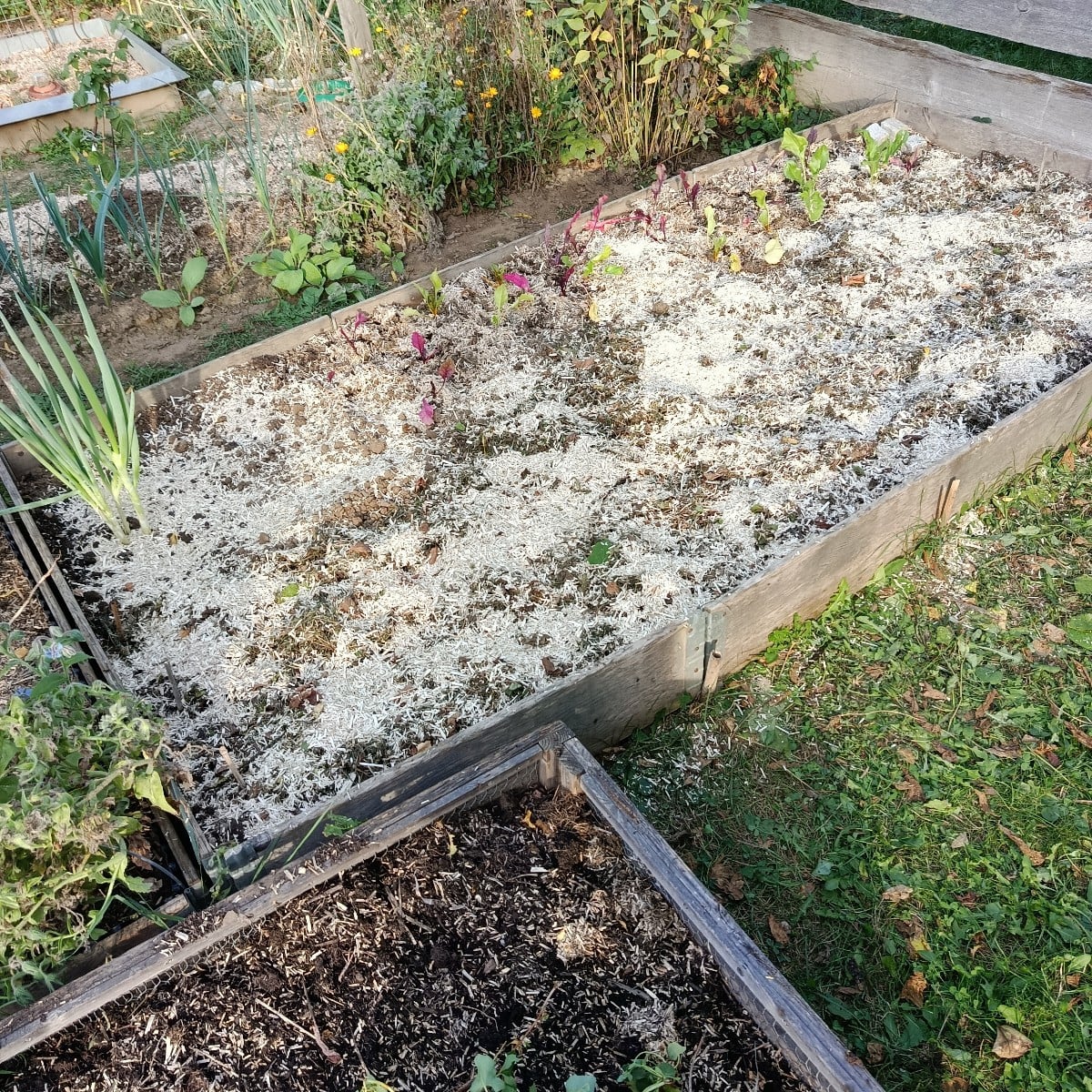 Morgens vergesse ich oft im Garten, dass ich keine zwanzig mehr bin, abends bekomme ich dann die Quittung. Wer kennt es…