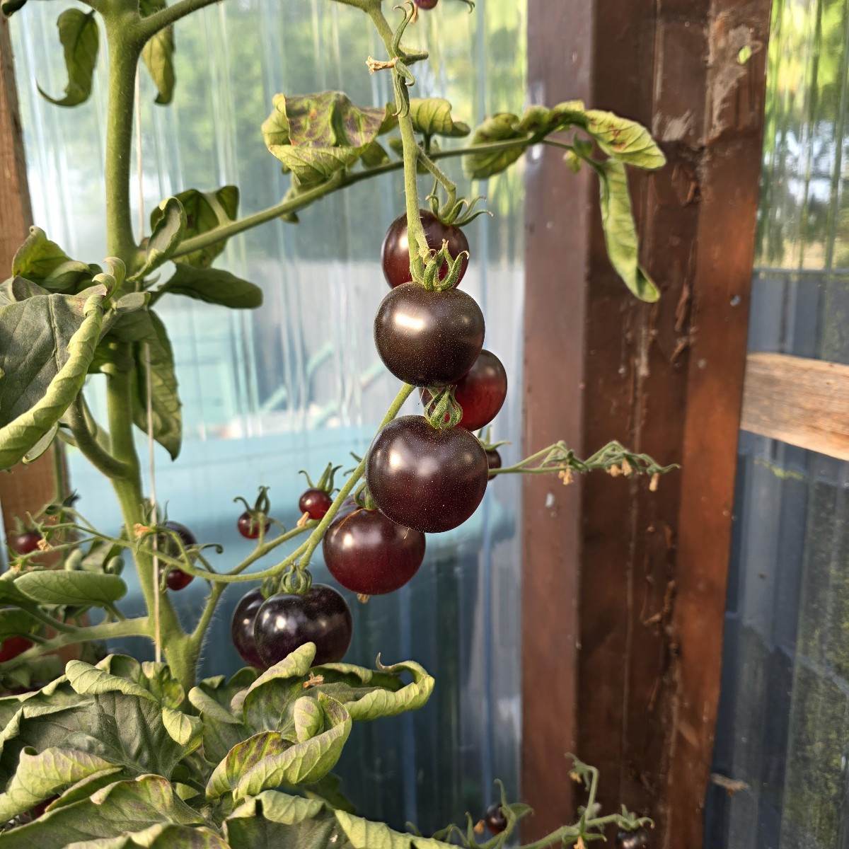 Hilfe!!!! Meine Tomaten explodieren!!!! Die wachsen jetzt wie wahnsinnig. 😵‍💫😁
Die schwarze Sorte hat uns voll überr…