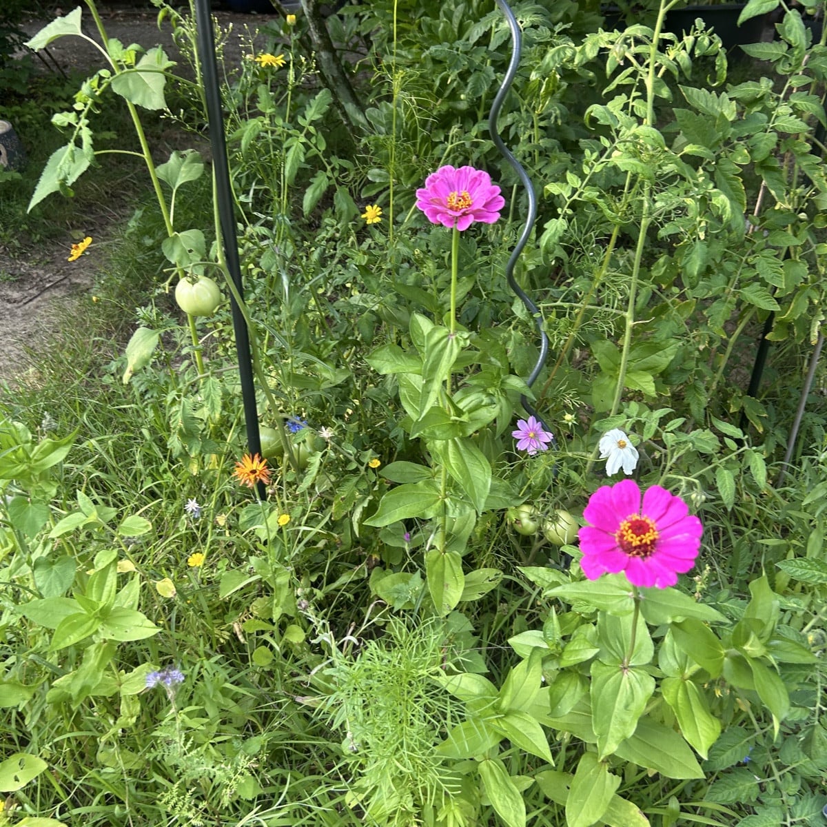 Bild 1 : die wohl schönste Cosmea Blüte. 

Bild 2: ich habe keine einzige Prunkwinde gesät.

Bild 3: darf man so ? #Mis…
